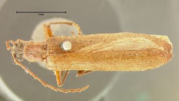 Media type: image;   Entomology 4786 Aspect: habitus dorsal view